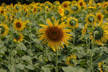 Mirror of Nature: The Bold and the Beautiful Sunflower