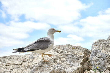 Majestic Seagull Perched on Cliff Edge Overlooking Breathtaking Coastal Panorama Sunny Day Nature Tourism Scenic Landscape. Coastal Wildlife Seagull 