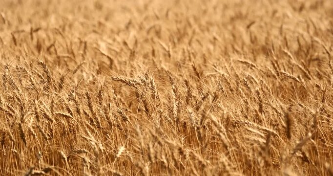 A vast golden wheat field under a clear blue sky on a sunny day, showcasing the beauty of rural agricultural landscapes