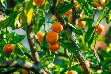  Orange trees with ripe fruits