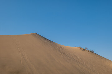 Abstract Dune with a Small Dry Bush Against Blue Sky in a Large Desert by Huacachina in Ica, Peru at Sunset