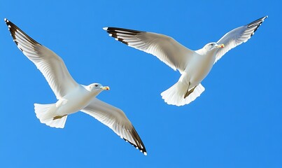 Obraz premium Pair of seagulls flying in the blue sky