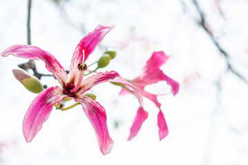 Silk floss flower, Ceiba speciosa a blossoming, summer time