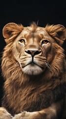 Fototapeta premium A lion's face in intense focus against a dark backdrop