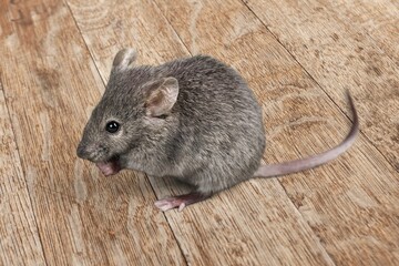 Cute domestic mouse sitting in a house