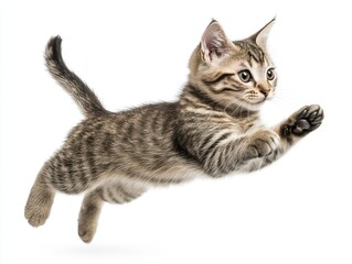 a playful american shorthair cat leaps joyfully against a stark white background, capturing the essence of feline grace and energy in dynamic motion