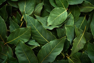 Many fragrant bay leaves are laying on a surface, creating an interesting background