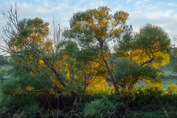 autumn forest in the morning