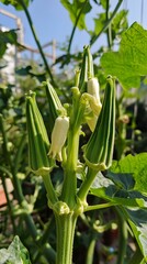 Fototapeta premium Close-up of Okra Pods and Flowers on a Plant