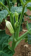 Obraz premium Close-Up of a White Flower Bud on a Green Plant Stem