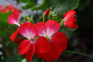 Vibrant Blooming Flowers in a Colorful Garden