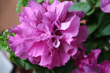 Vibrant Blooming Flowers in a Colorful Garden
