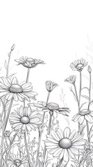 Line drawing of daisies in a field, floral sketch