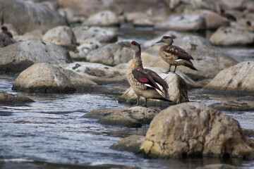 patos silvestres nadando en un rio empedrado de los andes peruanos