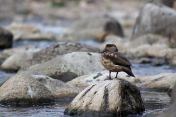 patos silvestres nadando en un rio empedrado de los andes peruanos