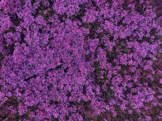 Colorful flowers bloom in an abundance, filling a garden with rich purple hues. The lively texture attracts attention, showcasing nature's beauty in full spring glory