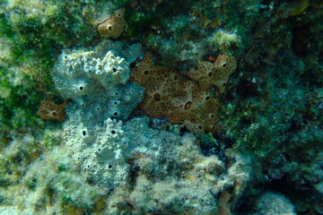 Atypical stinker sponge (Sarcotragus fasciculatus) and Crater sponge or honeycomb sponge (Hemimycale columella) undersea, Aegean Sea, Greece, Syros island, Azolimnos beach