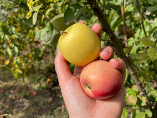 Ripe red and yellow apples in female hand close up in apple garden in autumn time