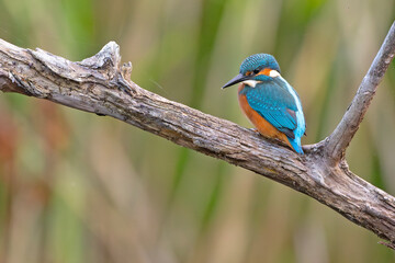 Zimorodek (Alcedo atthis) © Grzegorz