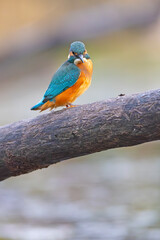 Zimorodek (Alcedo atthis)