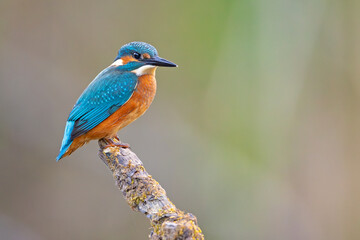 Zimorodek (Alcedo atthis) © Grzegorz