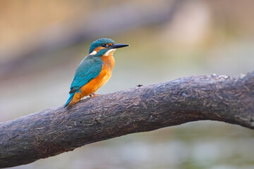 Zimorodek (Alcedo atthis) © Grzegorz
