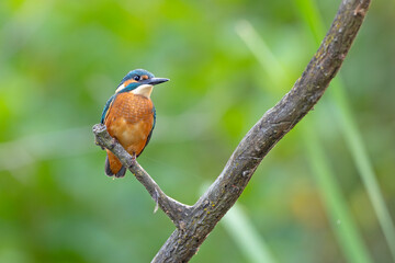 Zimorodek (Alcedo atthis) © Grzegorz