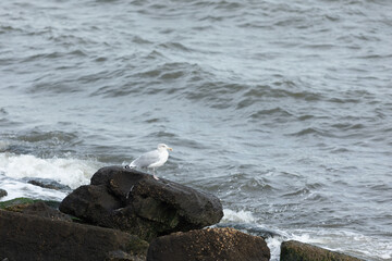 A Herring Gull stands on a rock along the bay in New Jersey
