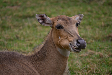 An adult antelope with no horns is chewing grass.
