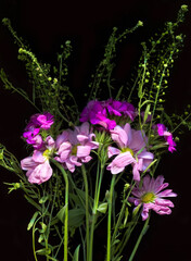 purple flowers