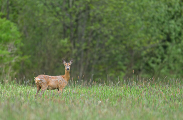 Roe deer male ( Capreolus capreolus )