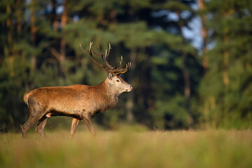 Deer male buck ( Cervus elaphus ) during rut