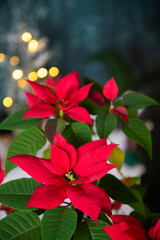 Fototapeta premium vibrant red poinsettias and Christmas lights in background