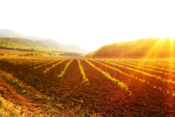 beautiful view in farm field with rural plants