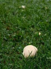 White puffball mushroom growing in grass with dew.
