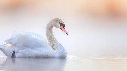 Obraz premium Graceful white swan gliding across a still lake, showcasing its feathers against a peaceful twilight backdrop