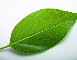 Obraz premium fresh green leaves placed on white background, generative ai