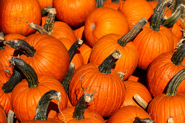 A pile of orange pumpkins 