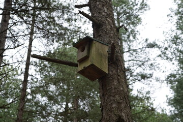 Cozy Perch: Wooden Birdhouse Nestled High in an Autumn Tree