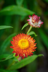 Red straw flower outdoors on a plant.
