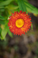 Red straw flower outdoors on a plant.

