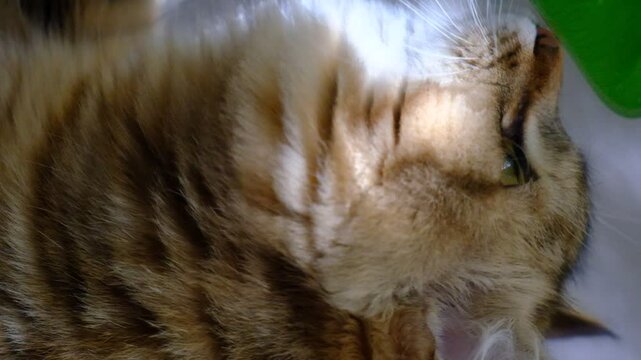 Mirror refraction, cute cat refraction, bizarre view angle. Contemporary style