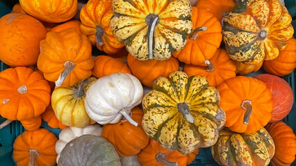 A variety of freshly picked ripe squash on display at farmer's market. Decorative yellow pumpkin.