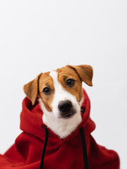 Portrait of cute Jack Russell Terrier dog in a red sweatshirt with a hood looking at the camera on white background. Creative pet photography concept