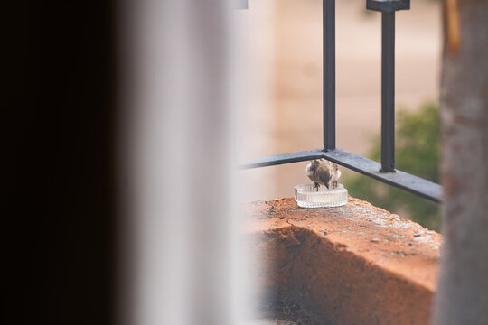 p&aacute;jarito comiendo en esquina de balc&oacute;n 