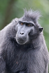Obraz premium Crested Macaque (Macaca Nigra) in natural habitat