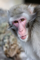 The Japanese Macaque (Macaca Fuscata) on background, close up