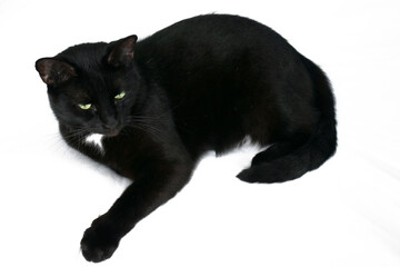 The black cat is lying with its paws up, its belly is open. Isolated on a white background.