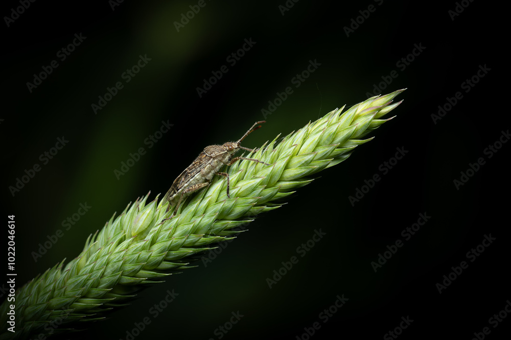 Wall mural a beetle sits on a green spikelet