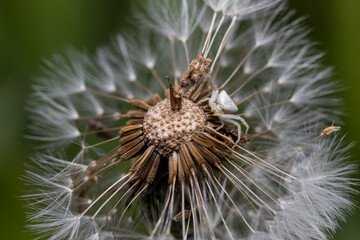 A sidewalk spider in ambush on a dandelion
